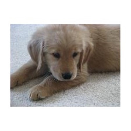 retriever breeder golden goldens ohio woodland rustic