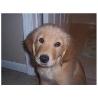 free golden retriever puppies ohio golden retriever breeders in ohio freedoglistings page 2 free golden retriever puppies ohio golden retriever breeders in ohio freedoglistings page 2