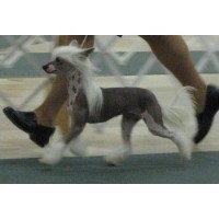 Chinese Crested thumbnail