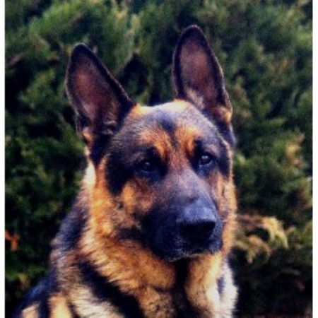 44 Best Pictures German Shepherd Breeder Virginia Beach - Casa Del Mango, German Shepherd Dog Breeder in Pompano ...