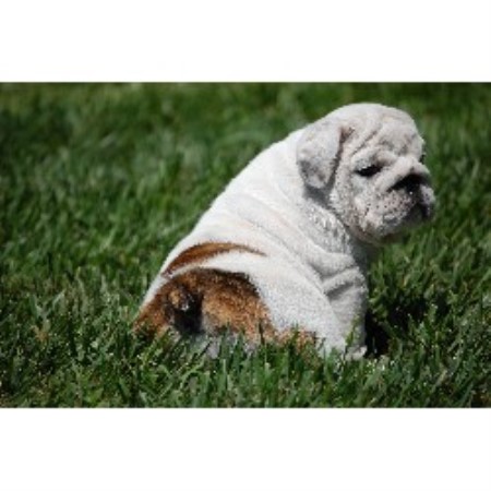 English Bulldog Breeder 15673