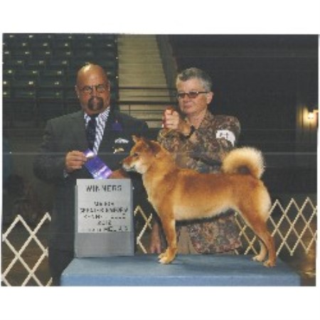 shiba inu breeder kansas shibas