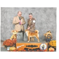 Shiba Inu Breeders In Kansas