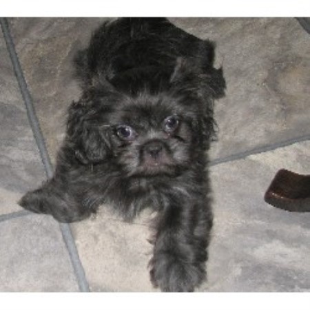 shih tzu breeders southern california corrine s shih tzu s shih tzu breeder in altona manitoba shih tzu breeders southern california corrine s shih tzu s shih tzu breeder in altona manitoba
