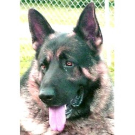 Old Fashioned Shepherd Dogs Old Fashioned Shepherd Dogs