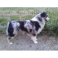 Fifteen Acre Farms Australian Shepherd Dog breeder