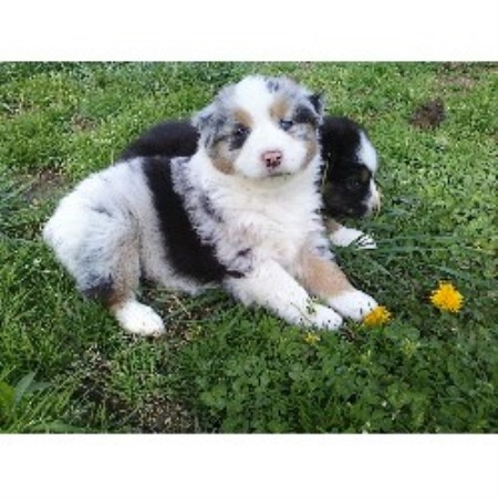 Australian Shepherd Dog Breeder 15716