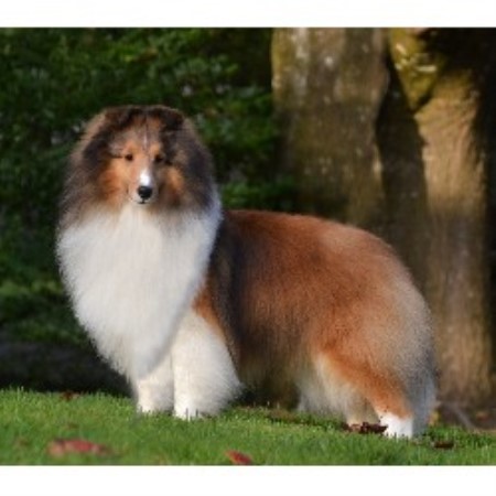 Donnan Shelties Miniature Dachshunds Shetland Sheepdog Breeder In