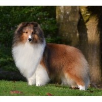 Donnan Shelties/ Miniature Dachshunds Shetland Sheepdog breeder