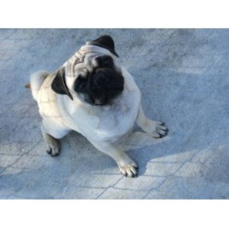 Pug Breeder 15752