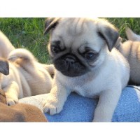 pug rescue tennessee pug breeders in maine freedoglistings pug rescue tennessee pug breeders in maine freedoglistings