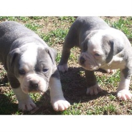 Hogs Bulldogs, American Bulldog Breeder in Medway, Ohio