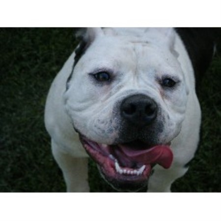 Hogs Bulldogs, American Bulldog Breeder in Medway, Ohio