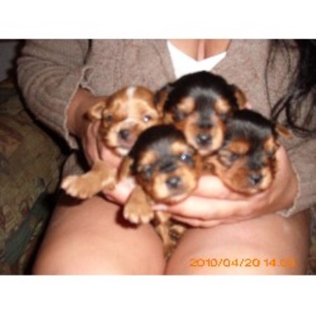 Hogs Bulldogs, American Bulldog Breeder in Medway, Ohio