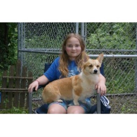 breeder welsh corgi pembroke dog