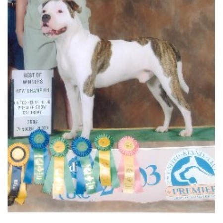 Jacksondawgs, American Bulldog Breeder in Pensacola, Florida