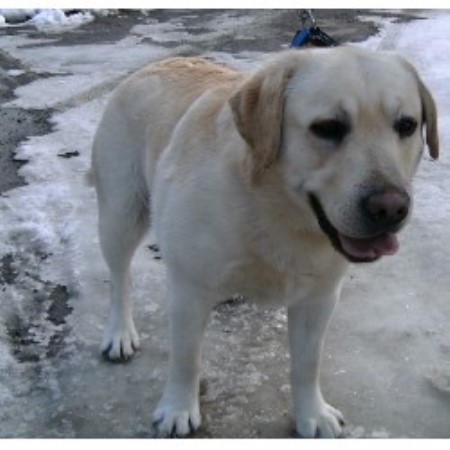 Buy Yellow Lab Puppies For Sale In South Carolina USA