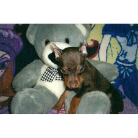 miniature pinscher puppies for sale craigslist
