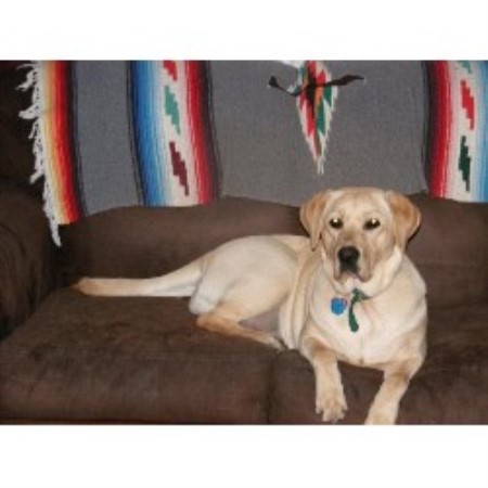 Labrador Retriever Breeder 15849