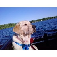 Brook Park Labs Labrador Retriever breeder