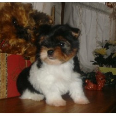 free yorkies michigan partitime s toybox terrier breeder in dearborn heights michigan free yorkies michigan partitime s toybox terrier breeder in dearborn heights michigan