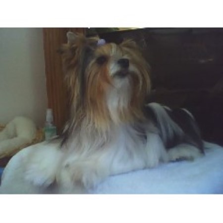 free yorkies michigan partitime s toybox terrier breeder in dearborn heights michigan free yorkies michigan partitime s toybox terrier breeder in dearborn heights michigan