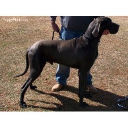Shiloh Kennels, Great Dane Breeder in Greensboro, North ...
