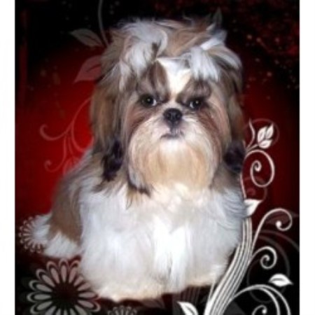 shih tzu rescue ga shih tzu guru shih tzu breeder in marietta shih tzu rescue ga shih tzu guru shih tzu breeder in marietta