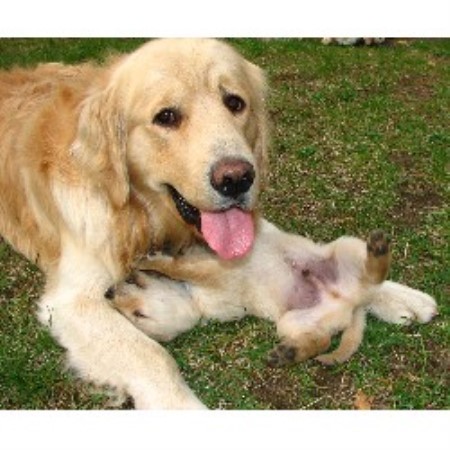 Monticello S Golden Retriever Breeder In White Cloud Michigan