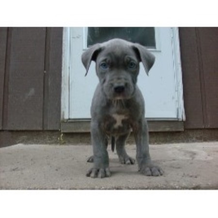Guardian Devil Kennels Perro De Presa Canario Breeder In Elgin Illinois
