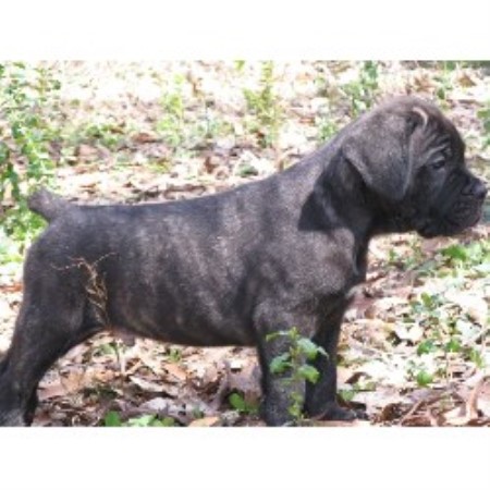 Blue Creek Cane Corso Goldenacresdogscom