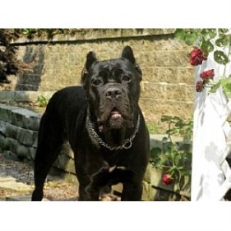 Blue Creek Cane Corso Cane Corso Breeder In Jacksonville