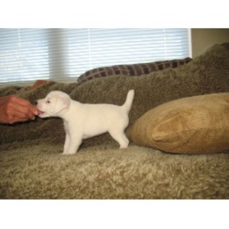 Hero S Den Kennel Jack Russell Terrier Breeder In Orlando Florida