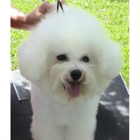 Cambea's Puppies, Bichon Frise Breeder in Clearwater, Florida