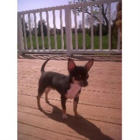 Dog Boarding Ontario Ohio Dog Boarding Ontario Ohio
