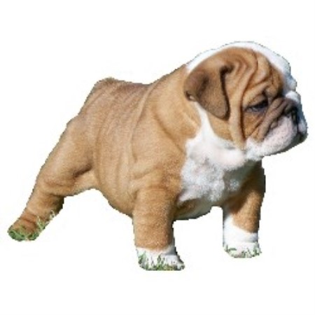 free puppies fort smith ar doc bulldogs bulldog breeder in fort smith arkansas free puppies fort smith ar doc bulldogs bulldog breeder in fort smith arkansas