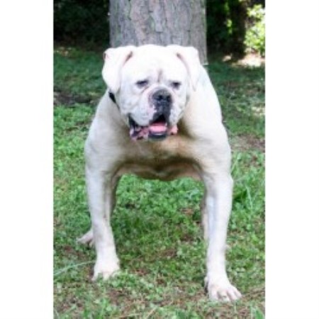 Solid Core Dogs, American Bulldog Breeder in Decatur, Georgia