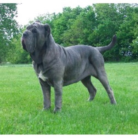 Neapolitan Mastiff Breeder 16110