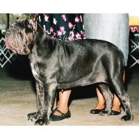 Neapolitan Mastiff thumbnail