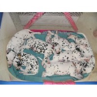 dalmatian puppies for sale tn dalmatian breeders in ohio freedoglistings dalmatian puppies for sale tn dalmatian breeders in ohio freedoglistings
