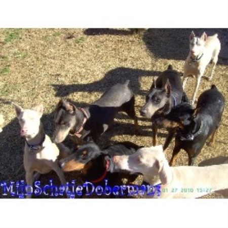 Doberman Pinscher Breeder 16177