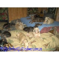 Mijnschatjedobermans Doberman Pinscher breeder