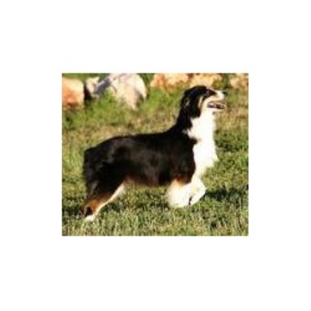 south dakota australian shepherd brunskill u0027s mini aussies miniature australian shepherd breeder in south dakota australian shepherd brunskill u0027s mini aussies miniature australian shepherd breeder in