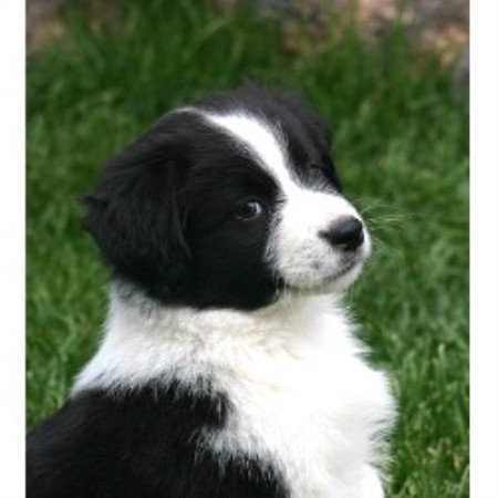 south dakota australian shepherd brunskill u0027s mini aussies miniature australian shepherd breeder in south dakota australian shepherd brunskill u0027s mini aussies miniature australian shepherd breeder in