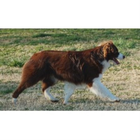 south dakota australian shepherd brunskill u0027s mini aussies miniature australian shepherd breeder in south dakota australian shepherd brunskill u0027s mini aussies miniature australian shepherd breeder in