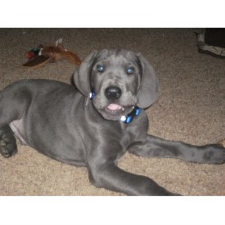great dane puppies oregon neverstill great danes great dane breeder in astoria oregon great dane puppies oregon neverstill great danes great dane breeder in astoria oregon