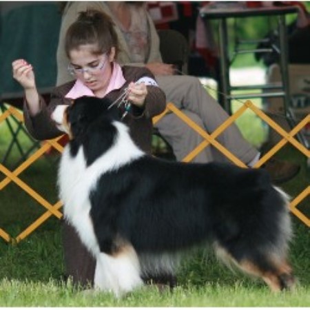 australian shepherd puppies ma alias aussies australian shepherd breeder in ludlow massachusetts australian shepherd puppies ma alias aussies australian shepherd breeder in ludlow massachusetts