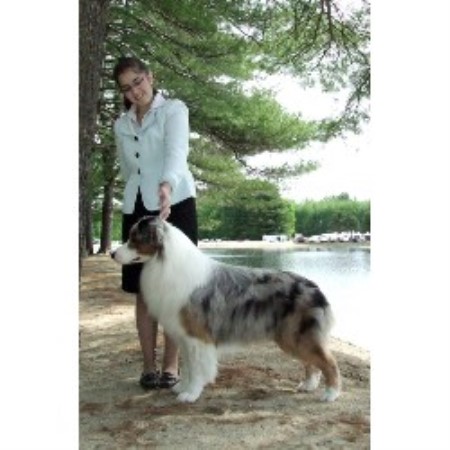 australian shepherd puppies ma alias aussies australian shepherd breeder in ludlow massachusetts australian shepherd puppies ma alias aussies australian shepherd breeder in ludlow massachusetts