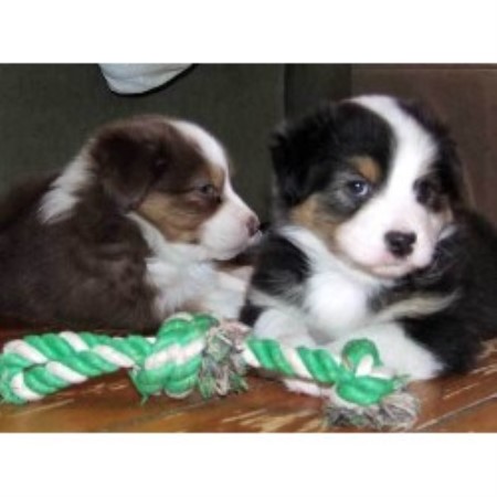 australian shepherd puppies ma alias aussies australian shepherd breeder in ludlow massachusetts australian shepherd puppies ma alias aussies australian shepherd breeder in ludlow massachusetts