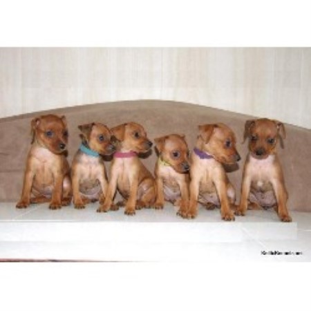 Keltic Kennels, Miniature Pinscher Breeder in Mulberry ...